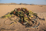 Welwitschia mirabilis