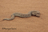 Vipera di Peringuey , Peringueys adder