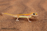 Geco palmato , Namib web-footed gecko