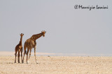 Giraffe nel deserto del Namib , Giraffes in the Namib desert