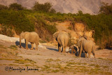 Elefanti del deserto al tramonto , Desert elephants at sunset