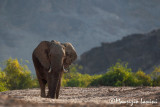 Maschio di elefante del deserto , Male of  desert elephant
