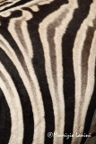 Strisce , Stripes