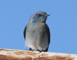 Bluebirds through Waxwings & Phainopepla
