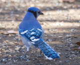 Blue Jay