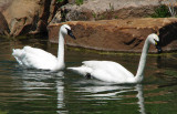 Trumpeter Swan