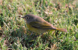 Nashville Warbler