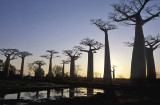 Baobabs Avenue