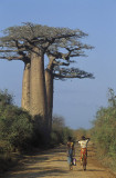 Baobabs Avenue