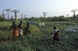 Working the rice fields