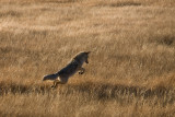 Canyon Country, Gibbon Meadow, working for the next meal