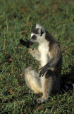 Lemur, Kaleta Reserve