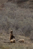 Denali National Park