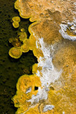 Upper Geyser Basin, algae pattern