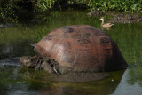 Giant tortoise, Santa Cruz Island