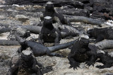 Marine iguanas, Punta Espinosa, Fernandina Island