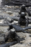 Marine iguanas, Punta Espinosa, Fernandina Island