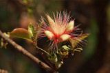 Flower at Banteay Srey