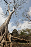 Ta Prohm