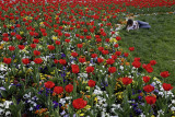 Flowers at Museum of Fine Arts