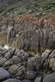 Whisky Beach, Wilsons Promontory N P