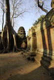 Ta Prohm