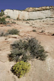 Checkerboard Mesa