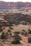 Squaw Flat, the trail to Chesler Park