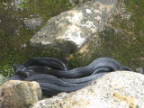 Snake at Sibayak Volcanoe