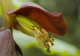 Banana flower