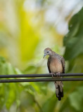 Zebra dove - Zebraduifje