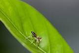 Jumping spider