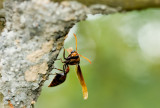 Red and black mud wasp
