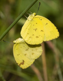 Three-Spot Grass Yellow (Eurema blanda)