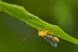 Scorpion wasp (Ichneumon)
