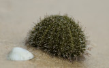 Sea urchin