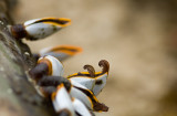 Shells on driftwood