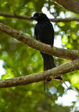 Greater racket-tailed drongo