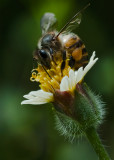 Bee