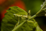 Nymph flower mantis