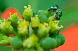 Cuckoo wasp