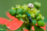 Cuckoo wasp