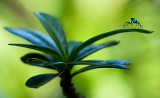 Jumping spider