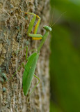 Praying mantis