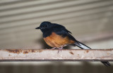 White-rumped Shama