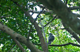 Japanese Sparrowhawk