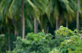 Blue-tailed Bee-eaters