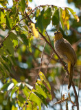 Stripe-throated Bulbul