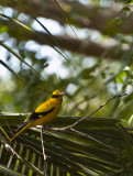 Black-Naped Oriole