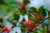 Lime butterfly